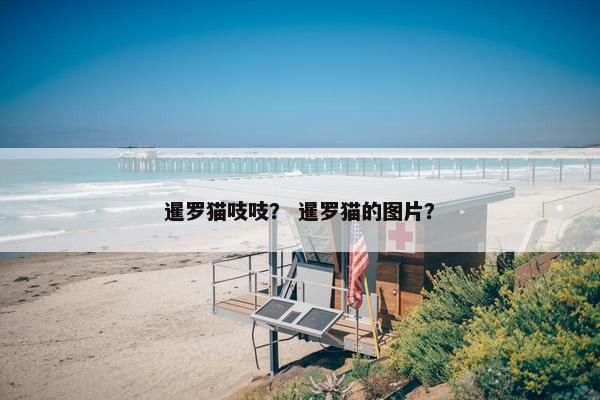 暹罗猫吱吱？ 暹罗猫的图片？