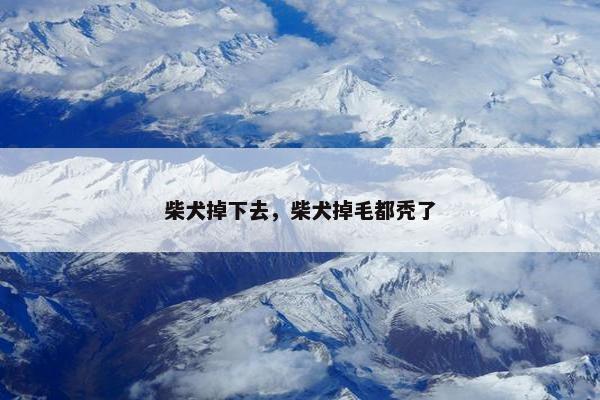 柴犬掉下去，柴犬掉毛都秃了