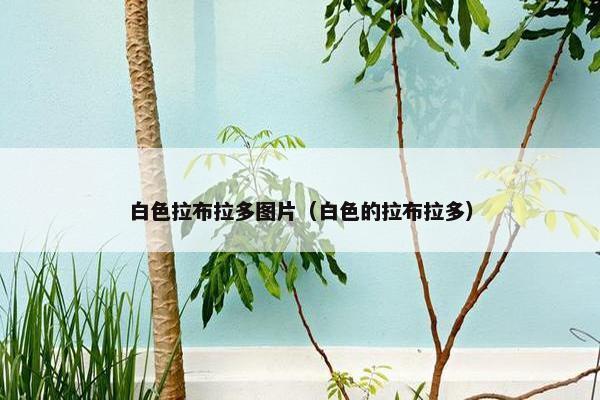 白色拉布拉多图片（白色的拉布拉多）