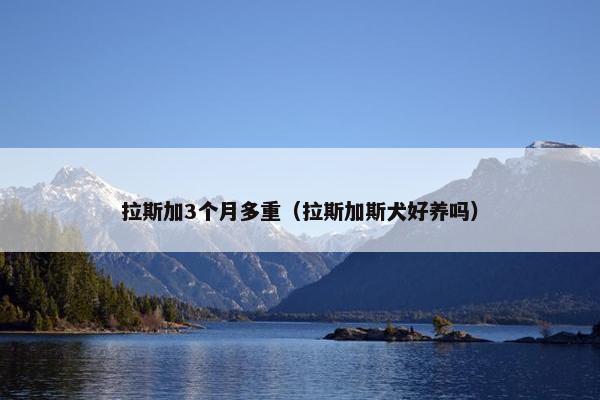 拉斯加3个月多重（拉斯加斯犬好养吗）
