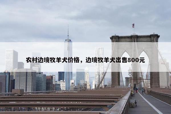 农村边境牧羊犬价格，边境牧羊犬出售800元