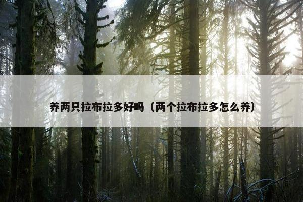 养两只拉布拉多好吗（两个拉布拉多怎么养）