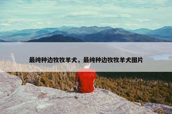 最纯种边牧牧羊犬，最纯种边牧牧羊犬图片