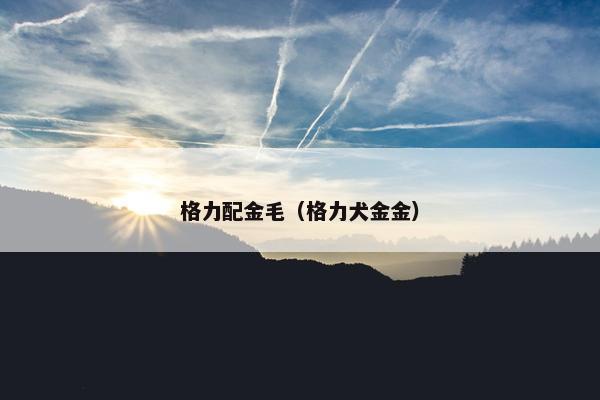 格力配金毛（格力犬金金）