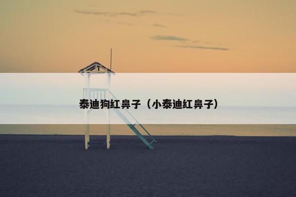 泰迪狗红鼻子（小泰迪红鼻子）