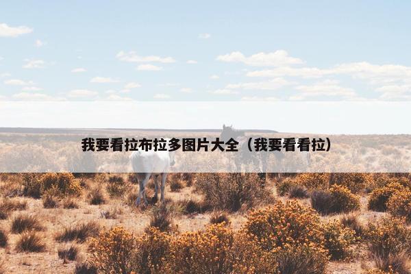 我要看拉布拉多图片大全（我要看看拉）