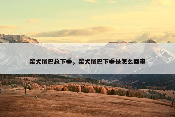 柴犬尾巴总下垂，柴犬尾巴下垂是怎么回事