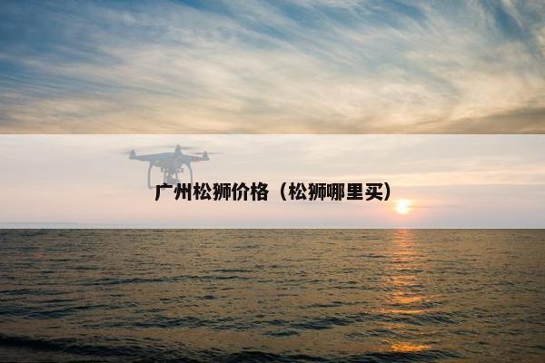 广州松狮价格（松狮哪里买）