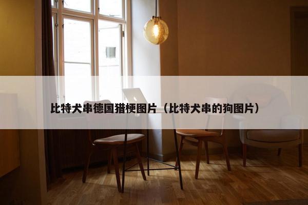 比特犬串德国猎梗图片（比特犬串的狗图片）