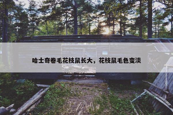 哈士奇卷毛花枝鼠长大，花枝鼠毛色变淡