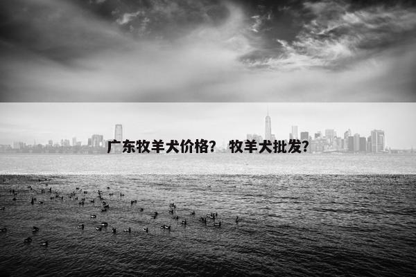 广东牧羊犬价格？ 牧羊犬批发？