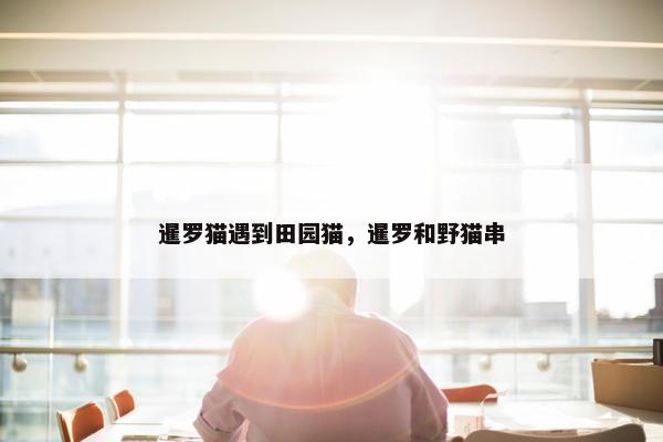 暹罗猫遇到田园猫，暹罗和野猫串