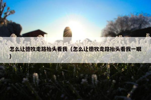 怎么让德牧走路抬头看我（怎么让德牧走路抬头看我一眼）
