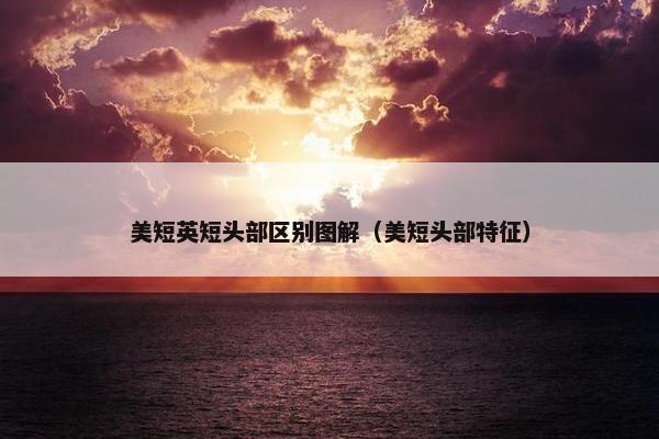 美短英短头部区别图解（美短头部特征）