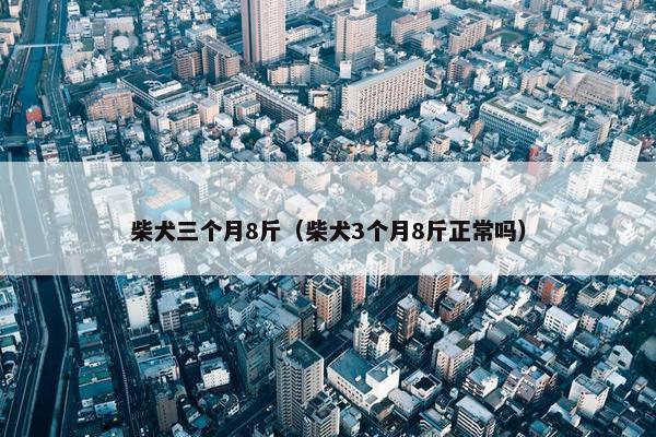 柴犬三个月8斤（柴犬3个月8斤正常吗）
