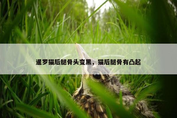 暹罗猫后腿骨头变黑，猫后腿骨有凸起