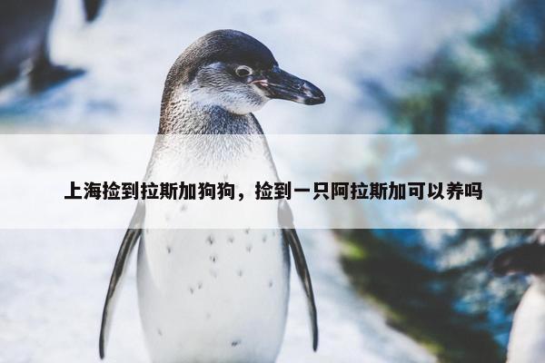 上海捡到拉斯加狗狗，捡到一只阿拉斯加可以养吗