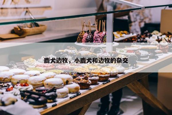 鹿犬边牧，小鹿犬和边牧的杂交