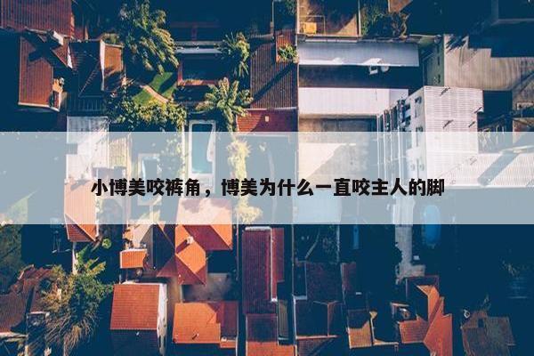 小博美咬裤角，博美为什么一直咬主人的脚