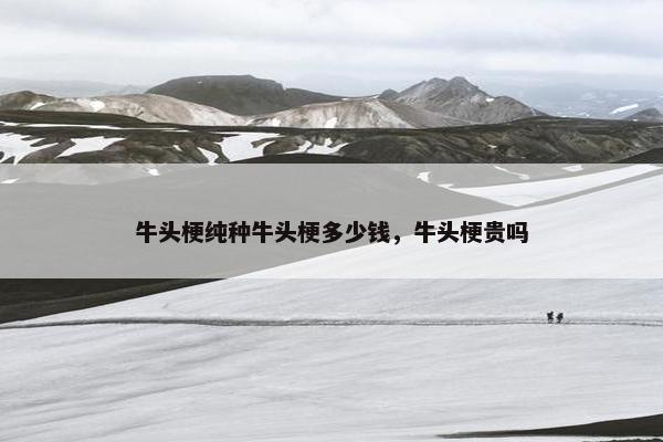 牛头梗纯种牛头梗多少钱，牛头梗贵吗