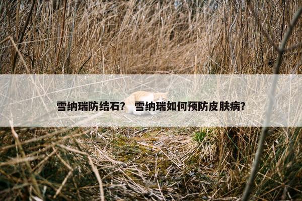 雪纳瑞防结石？ 雪纳瑞如何预防皮肤病？