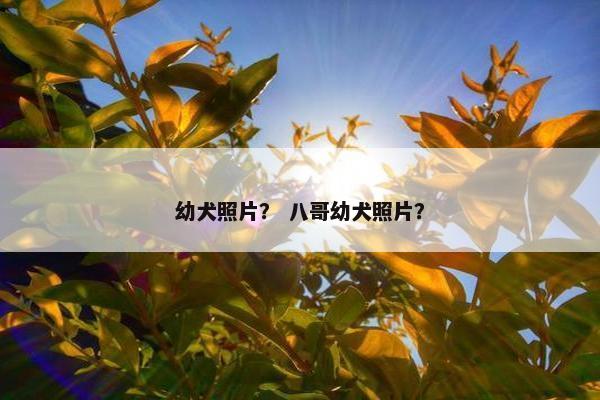 幼犬照片？ 八哥幼犬照片？