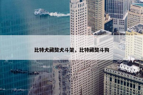 比特犬藏獒犬斗架，比特藏獒斗狗