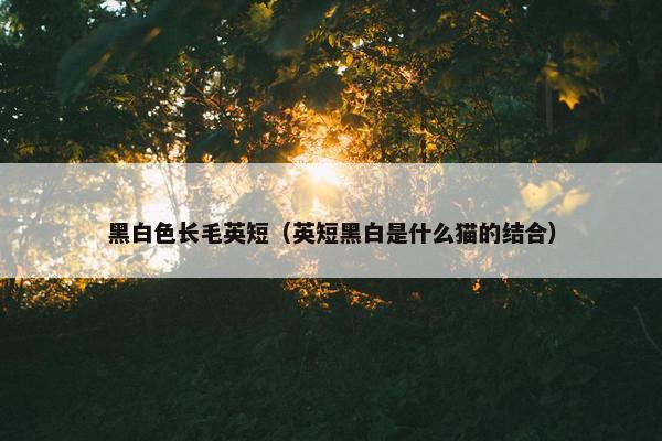 黑白色长毛英短（英短黑白是什么猫的结合）