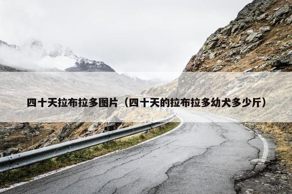 四十天拉布拉多图片（四十天的拉布拉多幼犬多少斤）