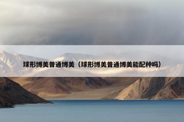 球形博美普通博美（球形博美普通博美能配种吗）