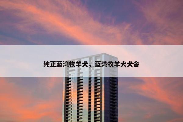 纯正蓝湾牧羊犬，蓝湾牧羊犬犬舍