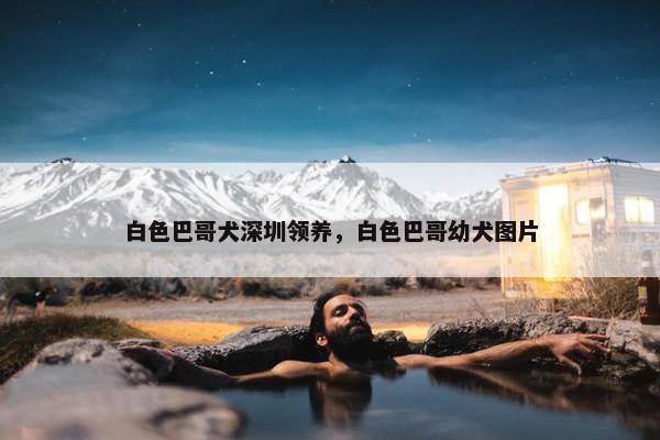 白色巴哥犬深圳领养，白色巴哥幼犬图片