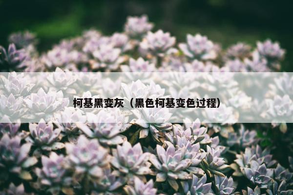 柯基黑变灰（黑色柯基变色过程）