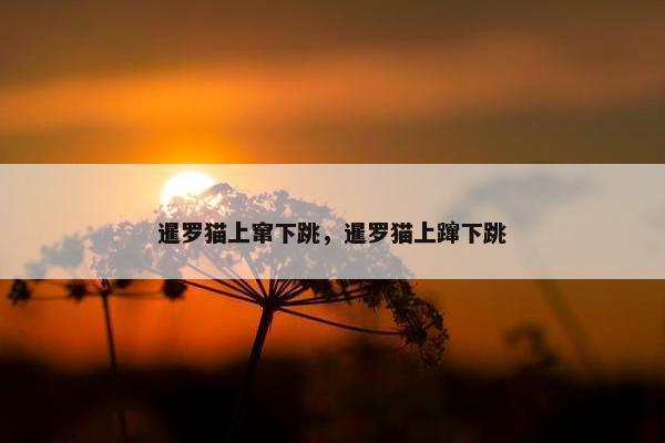 暹罗猫上窜下跳，暹罗猫上蹿下跳