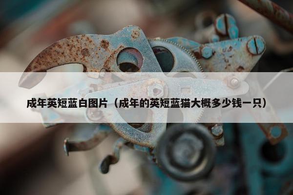 成年英短蓝白图片（成年的英短蓝猫大概多少钱一只）