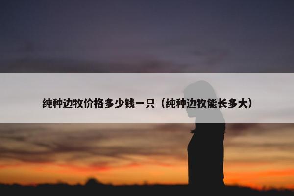 纯种边牧价格多少钱一只（纯种边牧能长多大）