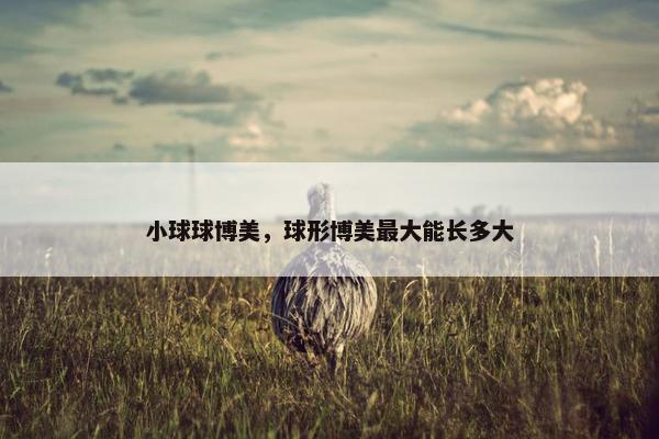 小球球博美，球形博美最大能长多大