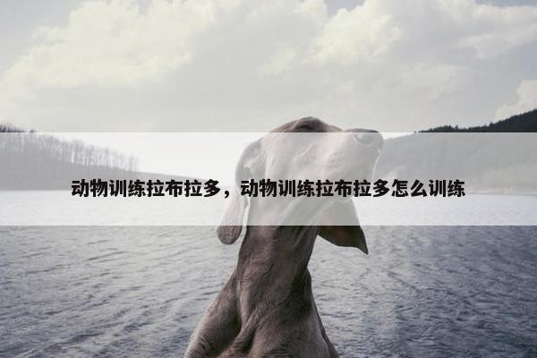 动物训练拉布拉多，动物训练拉布拉多怎么训练