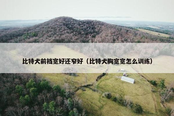 比特犬前裆宽好还窄好（比特犬胸宽宽怎么训练）