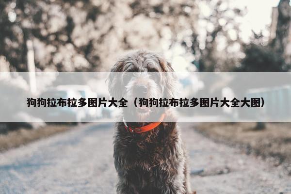 狗狗拉布拉多图片大全（狗狗拉布拉多图片大全大图）