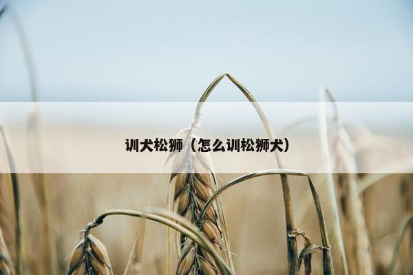 训犬松狮（怎么训松狮犬）