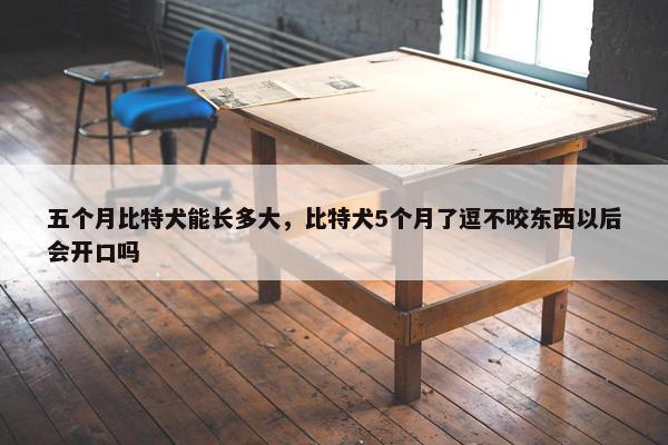五个月比特犬能长多大，比特犬5个月了逗不咬东西以后会开口吗