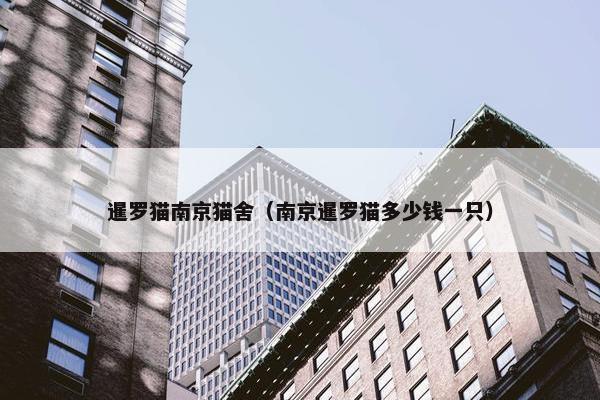 暹罗猫南京猫舍（南京暹罗猫多少钱一只）