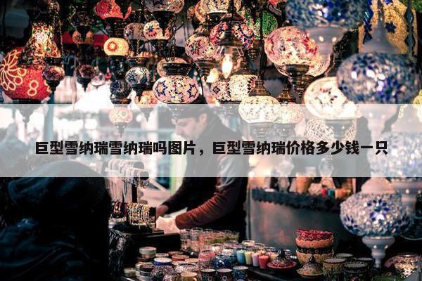 巨型雪纳瑞雪纳瑞吗图片，巨型雪纳瑞价格多少钱一只