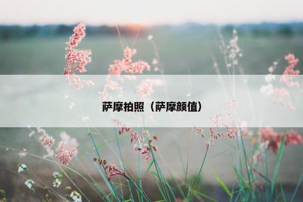 萨摩拍照（萨摩颜值）