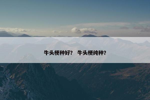 牛头梗种好？ 牛头梗纯种？
