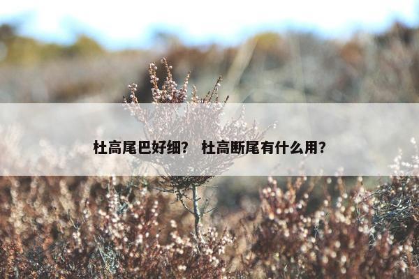 杜高尾巴好细？ 杜高断尾有什么用？
