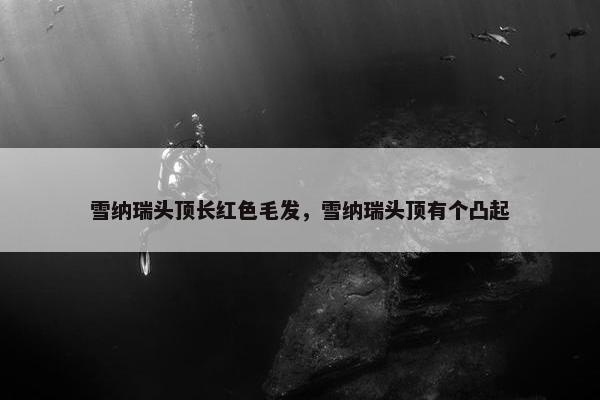 雪纳瑞头顶长红色毛发，雪纳瑞头顶有个凸起