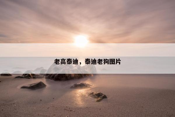 老高泰迪，泰迪老狗图片