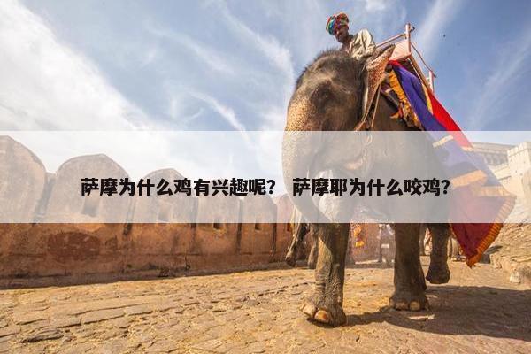 萨摩为什么鸡有兴趣呢？ 萨摩耶为什么咬鸡？